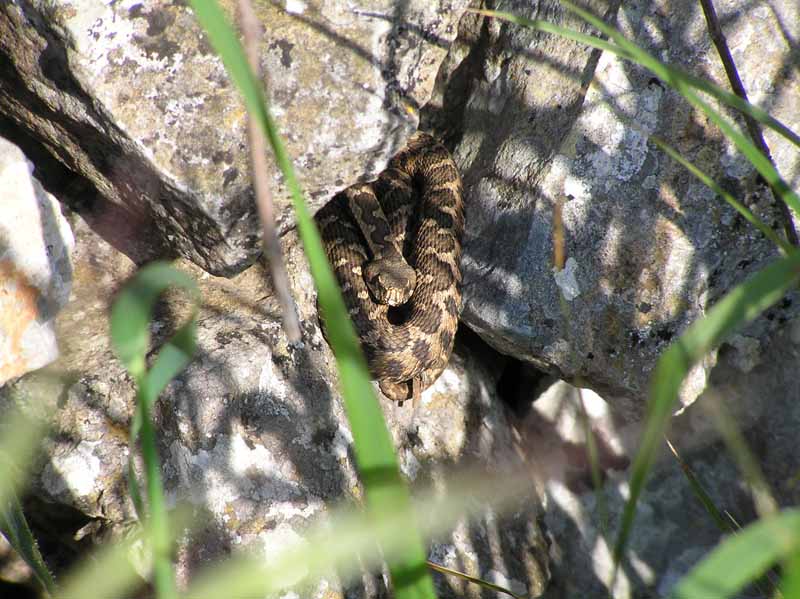 Vipera aspis